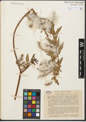 Foto von Salix songarica Andersson